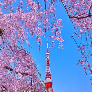 Japon Banzai (Tokyo - Osaka)