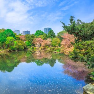 Japon Banzai y Espiritual (Tokyo-Tokyo)