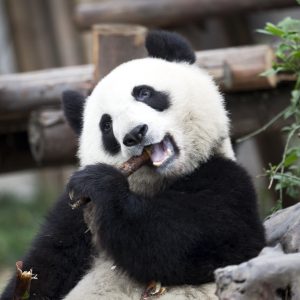 China Espectacular y Oso Panda con Hong Kong